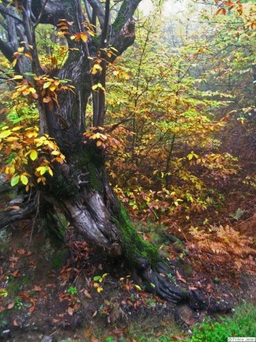 arbre-jaune-