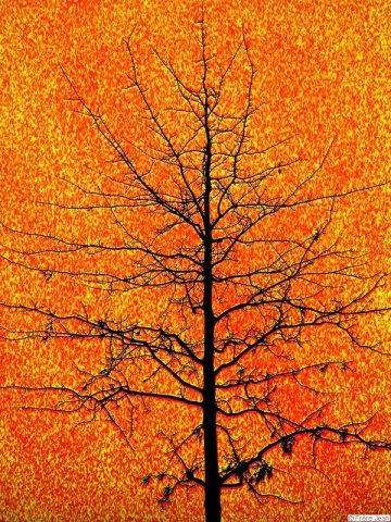 arbre-rouge