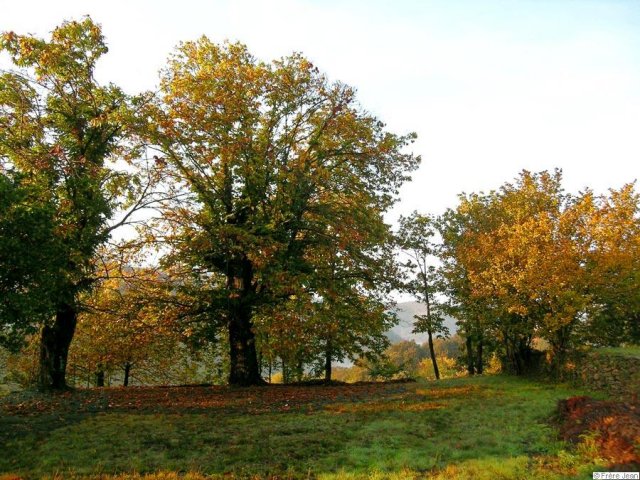 chataignier-vert2