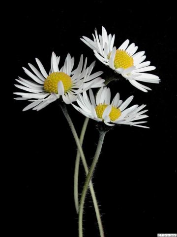 3-marguerites