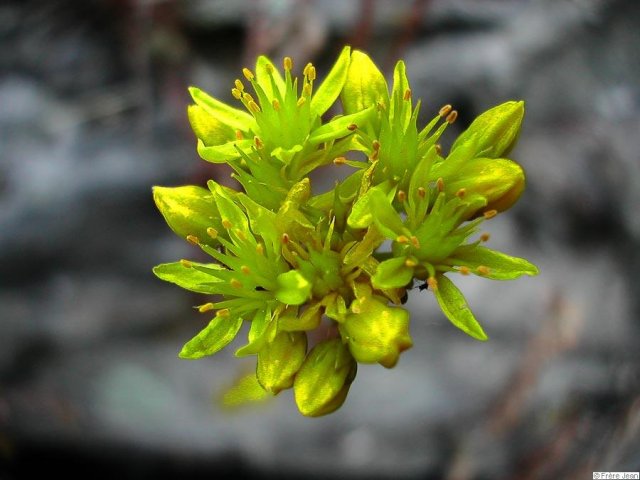 fleur-jaune