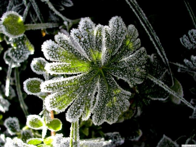 herbe-givre-2