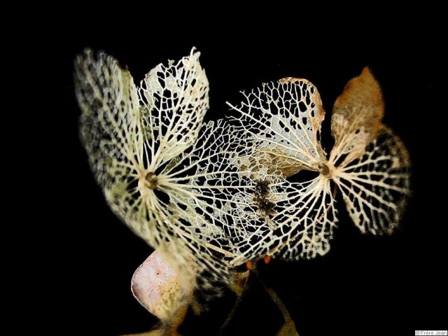 hortensia-dentelle