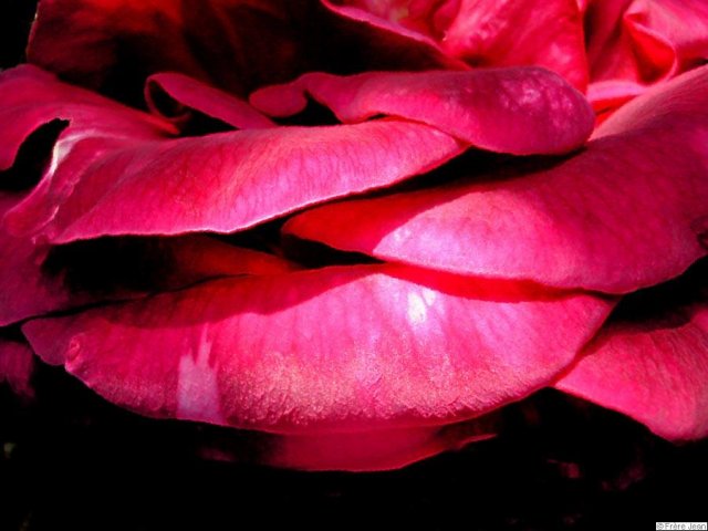 petale-rose-