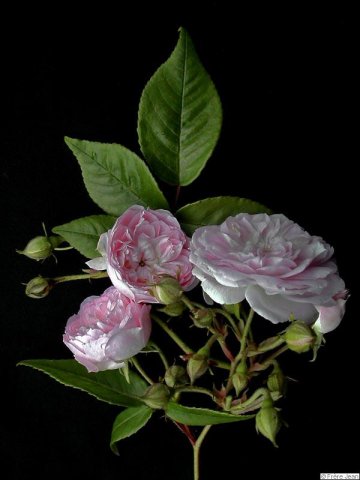 rose-ancienne