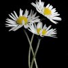 3-marguerites