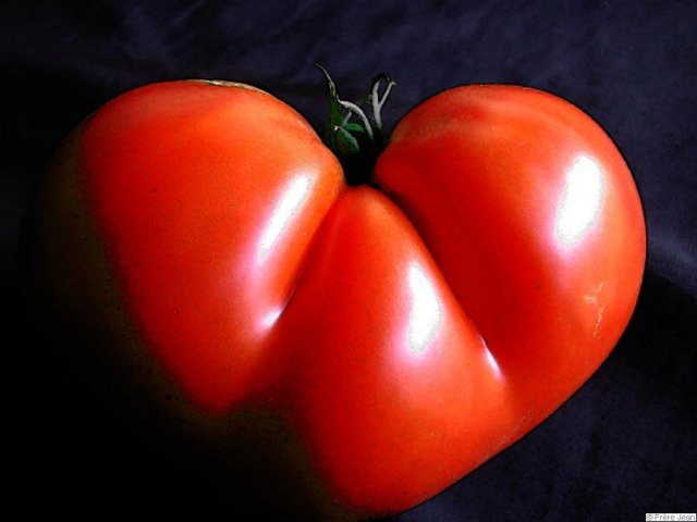 tomate