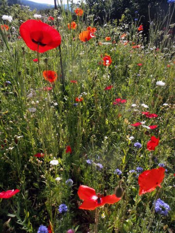 coquelicots