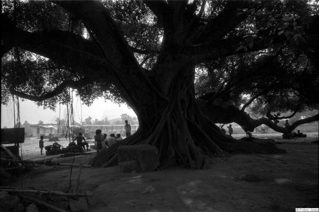 arbre-centenaire